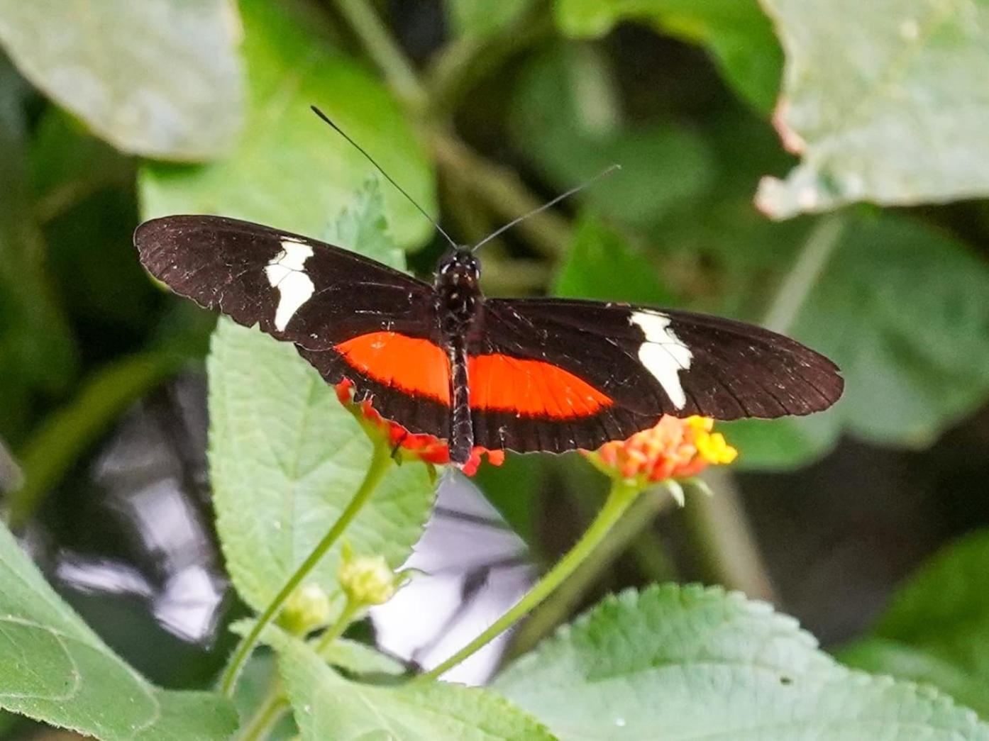 Campo Azul - Monteverde Buitenkant foto