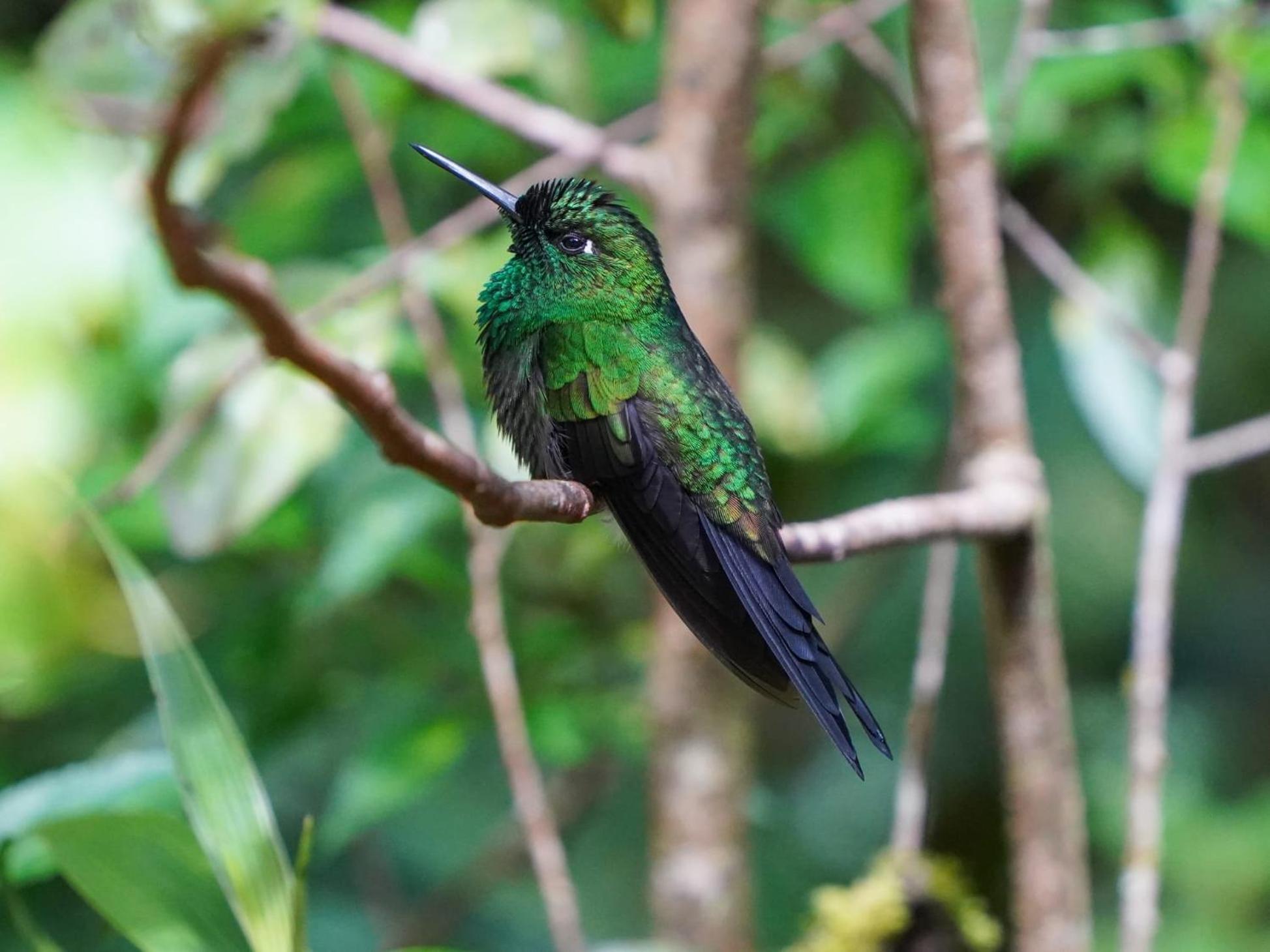 Campo Azul - Monteverde Buitenkant foto