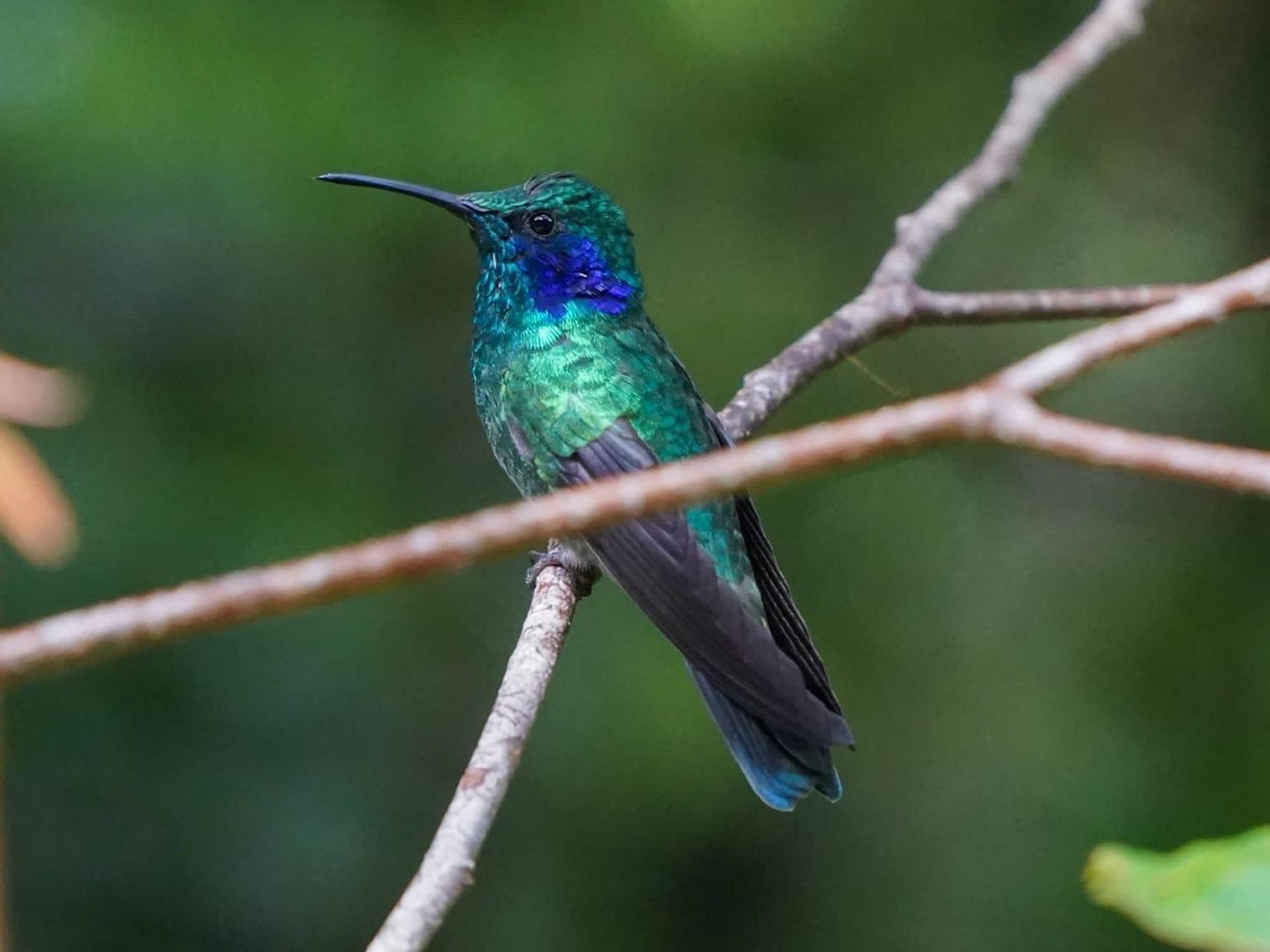 Campo Azul - Monteverde Buitenkant foto