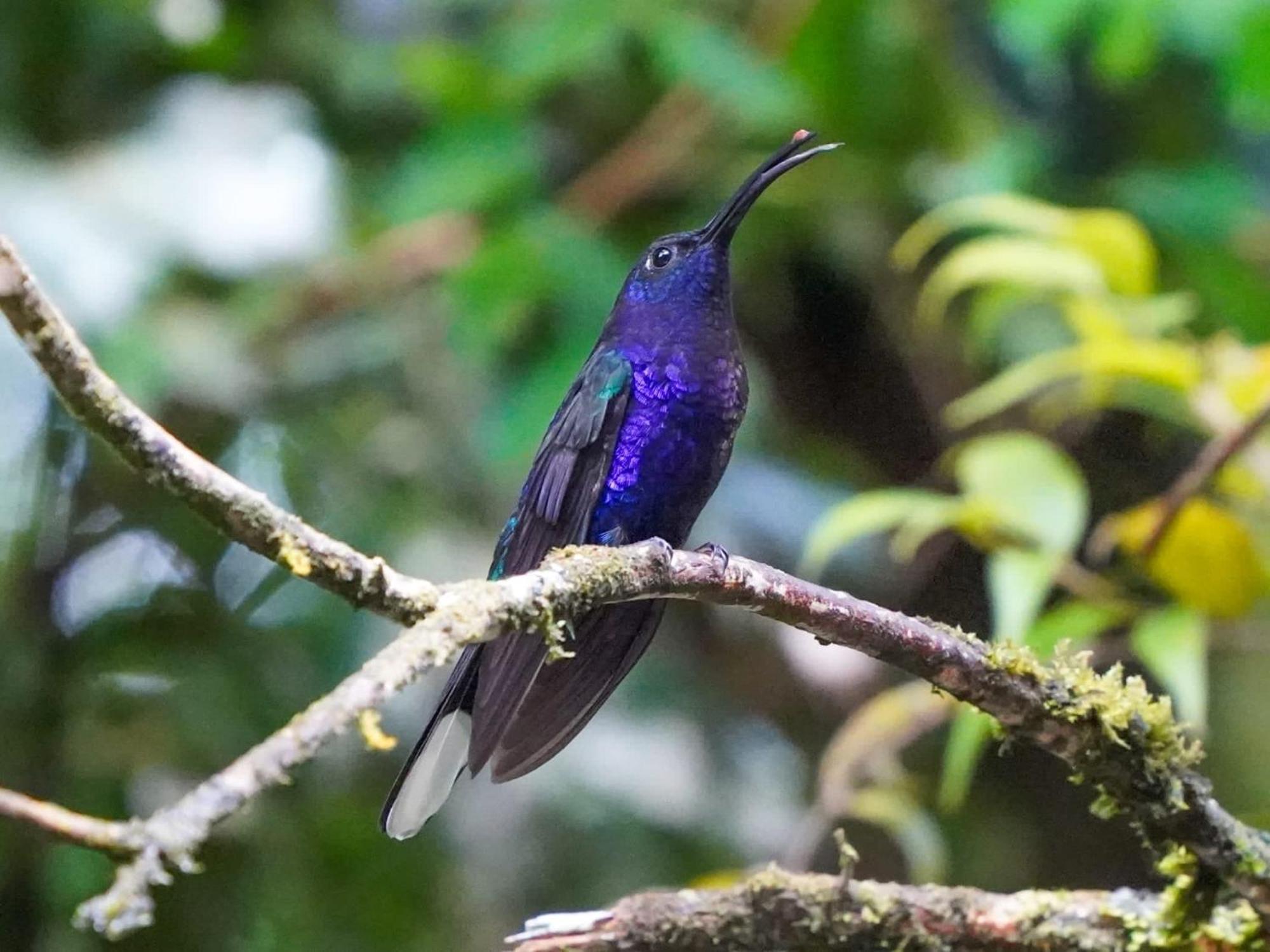 Campo Azul - Monteverde Buitenkant foto