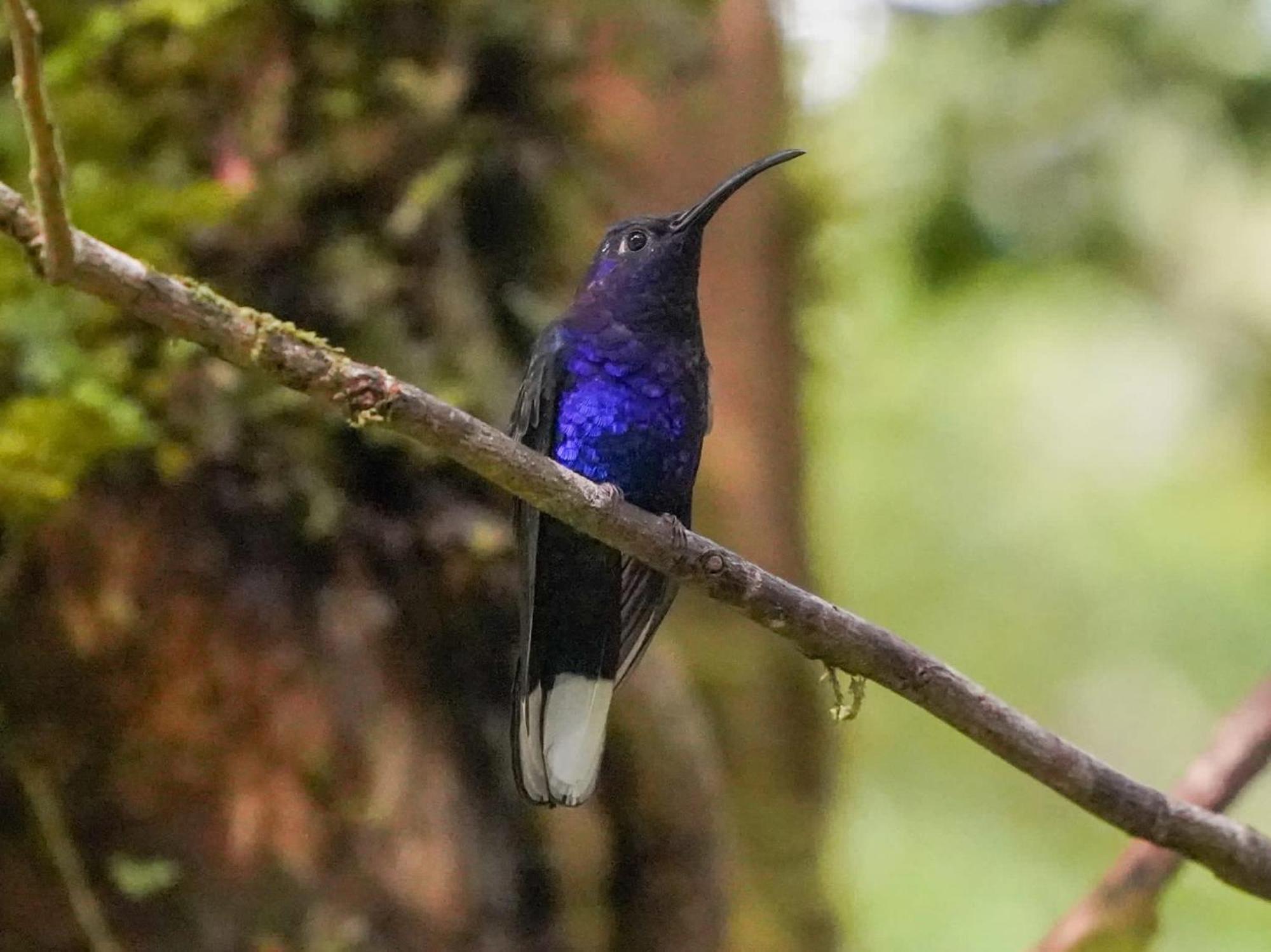 Campo Azul - Monteverde Buitenkant foto