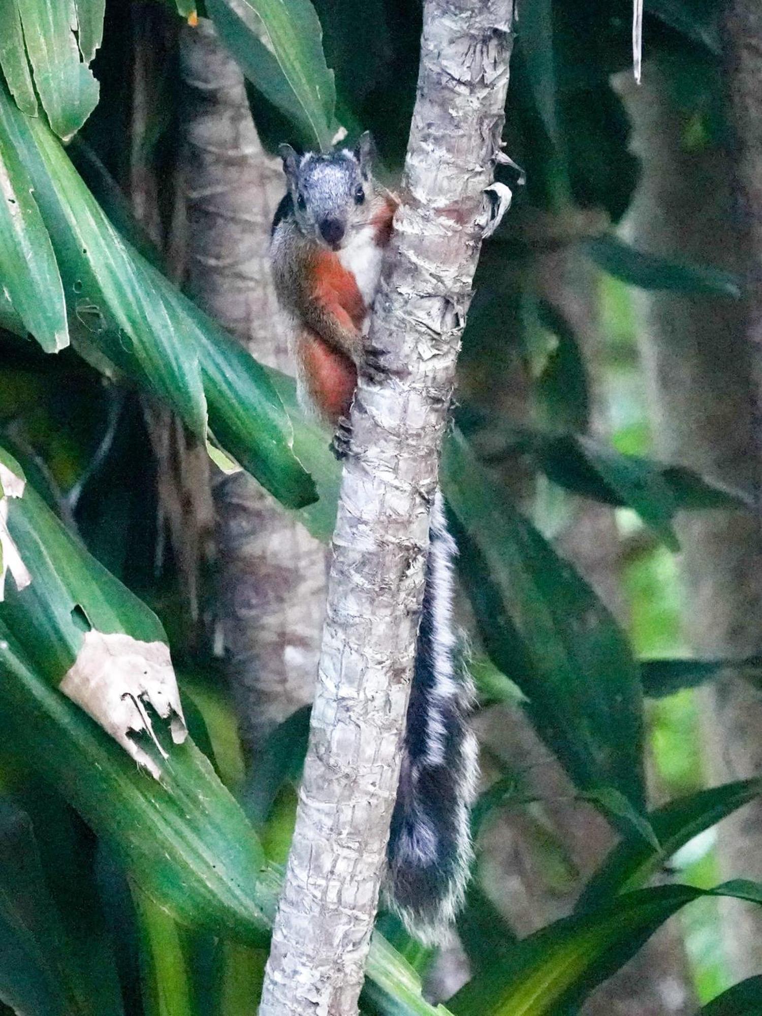 Campo Azul - Monteverde Buitenkant foto
